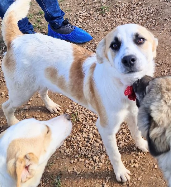 SIMONNESSUNO CHIEDE DI TE | Foto 2