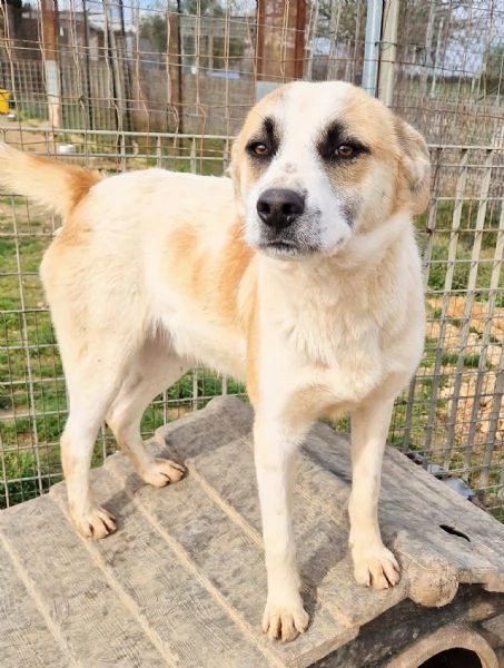 SIMONNESSUNO CHIEDE DI TEIN CANILE | Foto 1