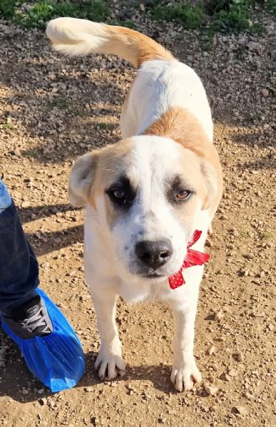 SIMONNESSUNO CHIEDE DI TE | Foto 1