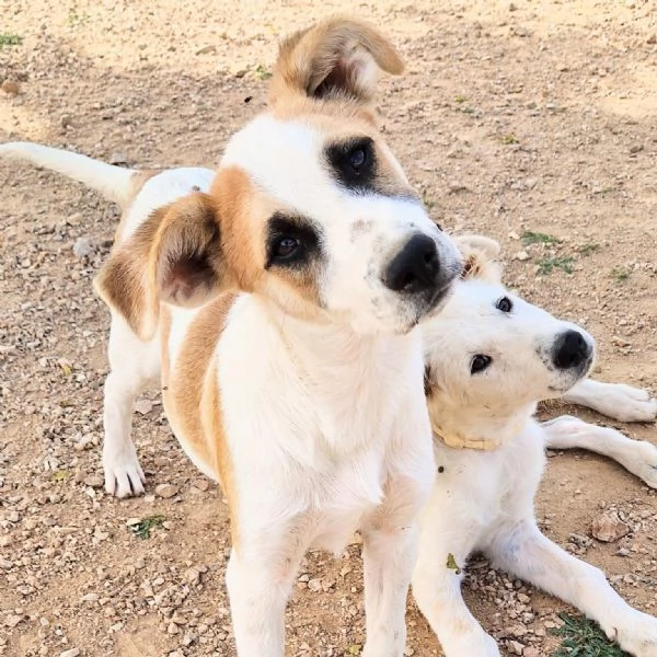 SIMONNESSUNO CHIEDE DI TE | Foto 0