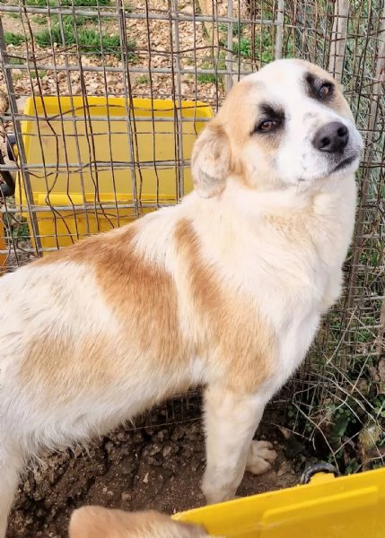 SIMONNESSUNO CHIEDE DI TEIN CANILE | Foto 0