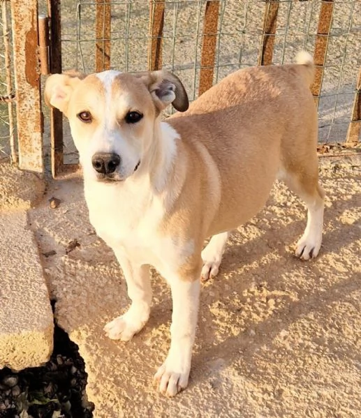 KATTYIN ADOZIONE DAL CANILE | Foto 6