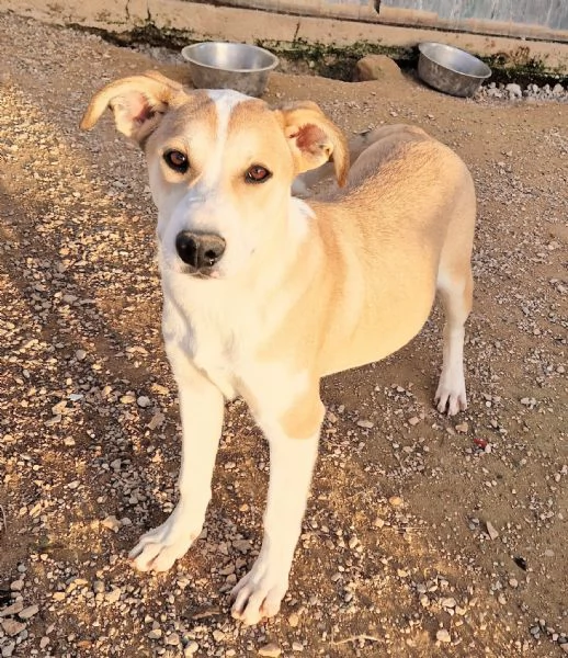 KATTYIN ADOZIONE DAL CANILE | Foto 4