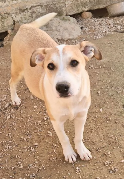 KATTYIN ADOZIONE DAL CANILE | Foto 2