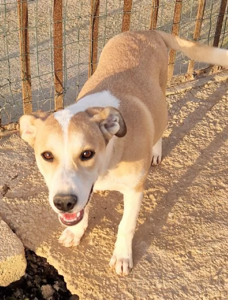 KATTYIN ADOZIONE DAL CANILE | Foto 1