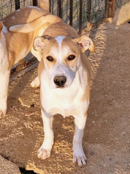 KATTYIN ADOZIONE DAL CANILE | Foto 0