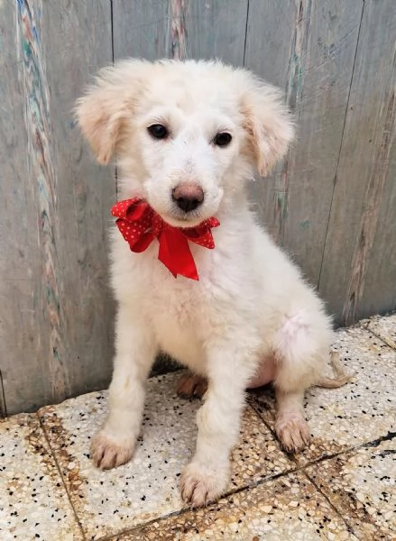 BRIGITTAADOTTIAMOLA DAL CANILE | Foto 6