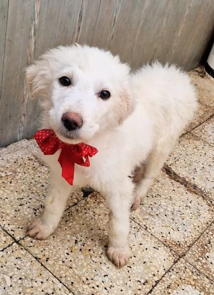 BRIGITTAADOTTIAMOLA DAL CANILE | Foto 5