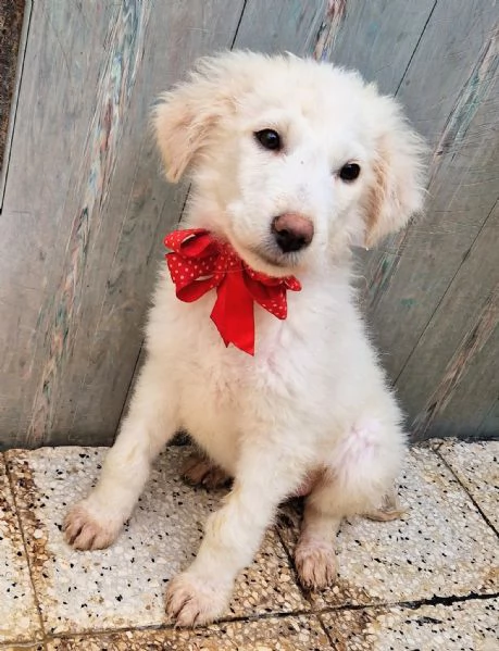 BRIGITTAADOTTIAMOLA DAL CANILE | Foto 4