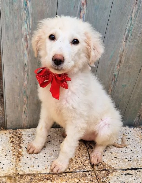 BRIGITTAADOTTIAMOLA DAL CANILE | Foto 3