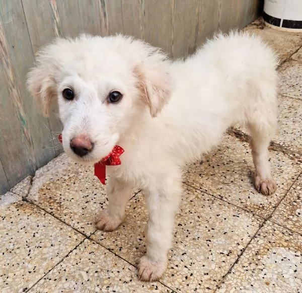 BRIGITTAADOTTIAMOLA DAL CANILE | Foto 2