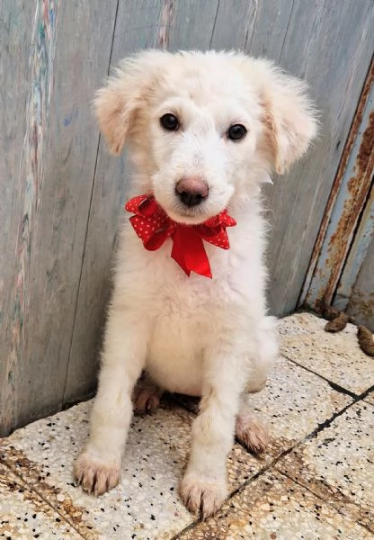 BRIGITTAADOTTIAMOLA DAL CANILE | Foto 1