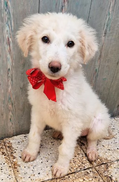 BRIGITTAADOTTIAMOLA DAL CANILE | Foto 0