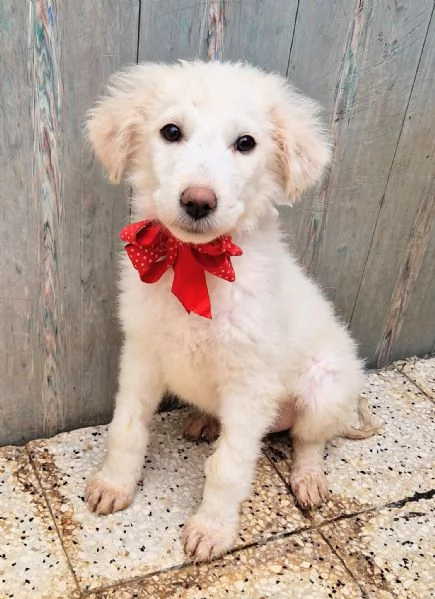 BRIGITTAADOTTIAMOLA DAL CANILE