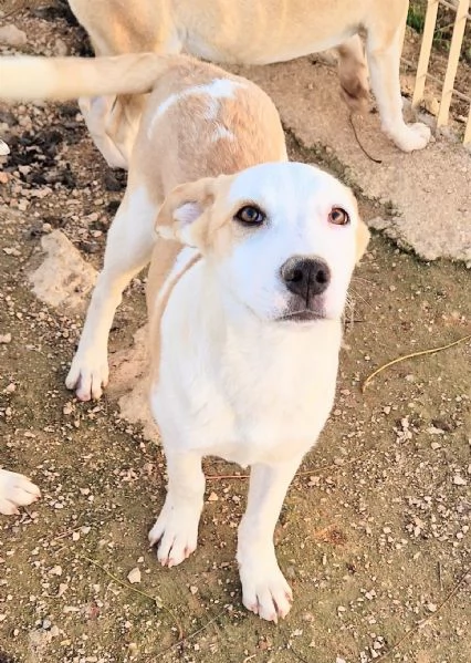 GRETA DEVE USCIRE DAL CANILE | Foto 5