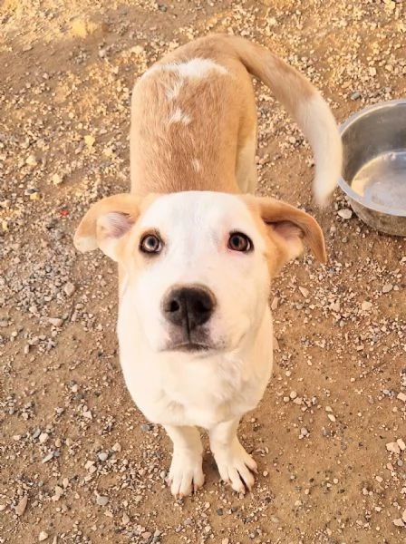 GRETA DEVE USCIRE DAL CANILE | Foto 3