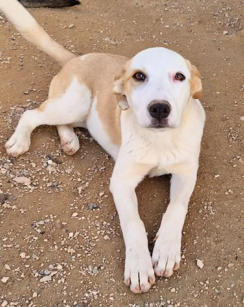 GRETA DEVE USCIRE DAL CANILE | Foto 1