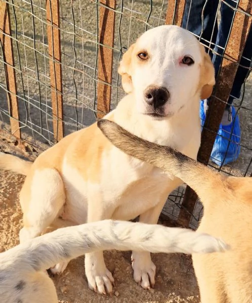 GRETA DEVE USCIRE DAL CANILE | Foto 0