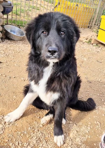 CHIAMA PER QUEGLI OCCHIONI TRISTI | Foto 6