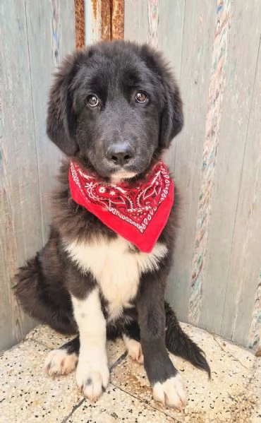 CHIAMA PER QUEGLI OCCHIONI TRISTI | Foto 5