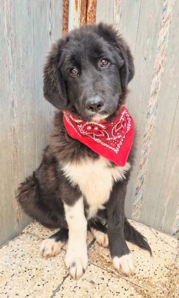 CHIAMA PER QUEGLI OCCHIONI TRISTI | Foto 4