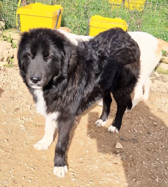 CHIAMA PER QUEGLI OCCHIONI TRISTI | Foto 4