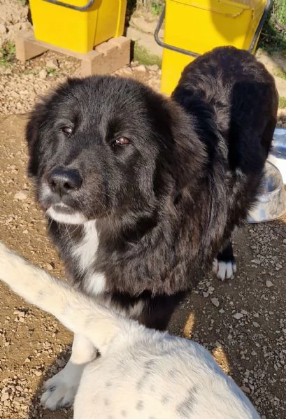 CHIAMA PER QUEGLI OCCHIONI TRISTI | Foto 3