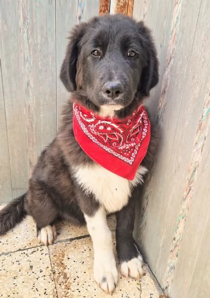 CHIAMA PER QUEGLI OCCHIONI TRISTI | Foto 3