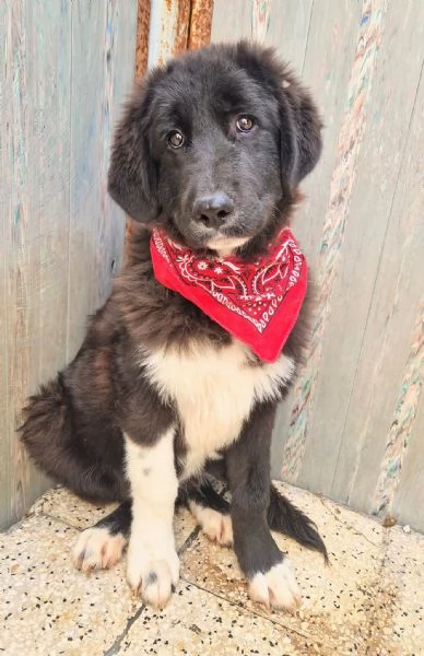 CHIAMA PER QUEGLI OCCHIONI TRISTI | Foto 2