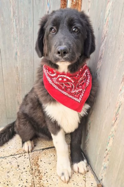 CHIAMA PER QUEGLI OCCHIONI TRISTI | Foto 1