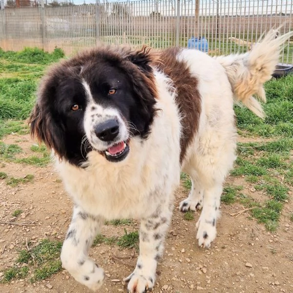 MARGOT MERITA UNA MERAVIGLIOSA ADOZIONE