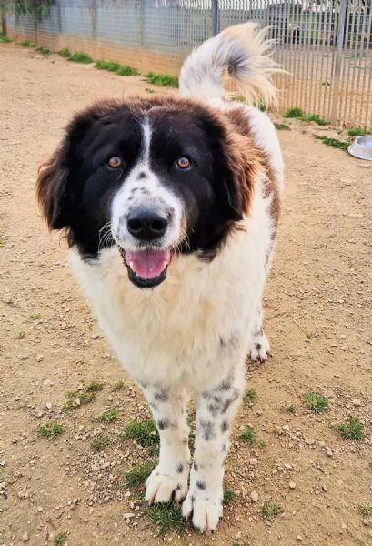 MARGOT MERITA UNA MERAVIGLIOSA ADOZIONE | Foto 5