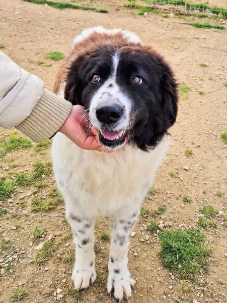 MARGOT MERITA UNA MERAVIGLIOSA ADOZIONE | Foto 4