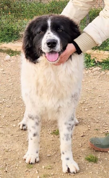 MARGOT MERITA UNA MERAVIGLIOSA ADOZIONE | Foto 3