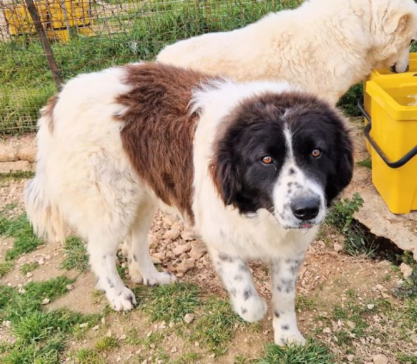 MARGOT MERITA UNA MERAVIGLIOSA ADOZIONE | Foto 2