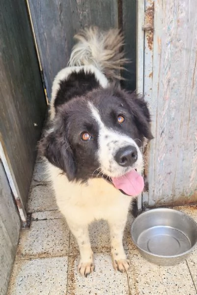 MARGOT MERITA UNA MERAVIGLIOSA ADOZIONE