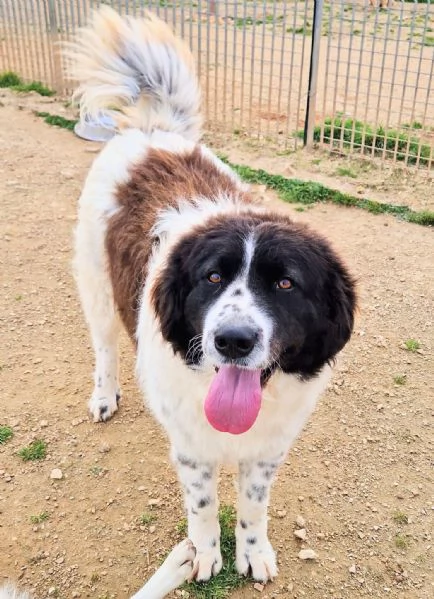 MARGOT MERITA UNA MERAVIGLIOSA ADOZIONE | Foto 1