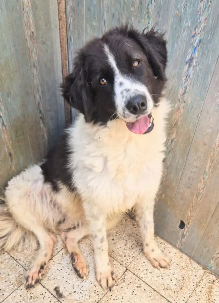 MARGOT MERITA UNA MERAVIGLIOSA ADOZIONE | Foto 5