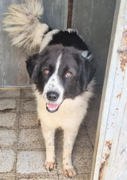 MARGOT MERITA UNA MERAVIGLIOSA ADOZIONE | Foto 4