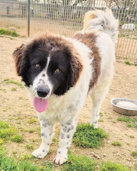 MARGOT MERITA UNA MERAVIGLIOSA ADOZIONE | Foto 0