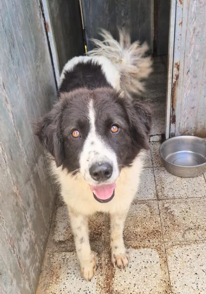 MARGOT MERITA UNA MERAVIGLIOSA ADOZIONE | Foto 3