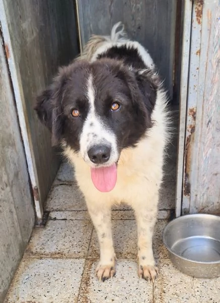 MARGOT MERITA UNA MERAVIGLIOSA ADOZIONE | Foto 2