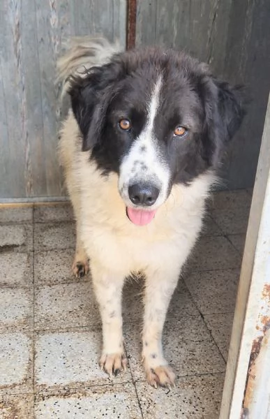 MARGOT MERITA UNA MERAVIGLIOSA ADOZIONE | Foto 0