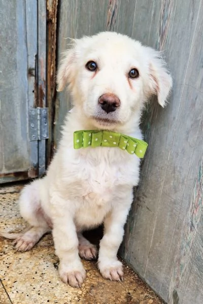 GLI OCCHI DI MARIO hidden CANILE | Foto 6