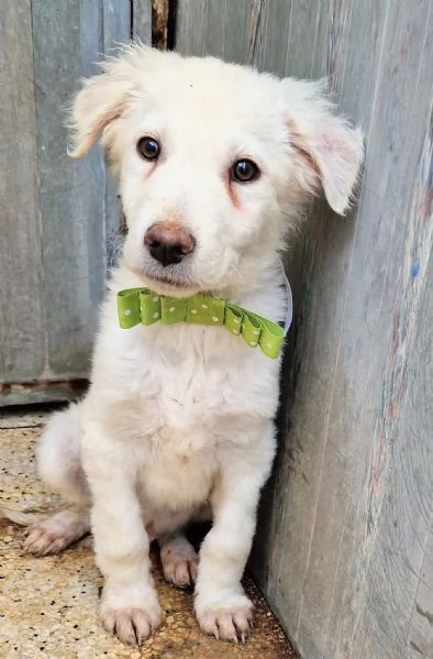 GLI OCCHI DI MARIO hidden CANILE | Foto 5