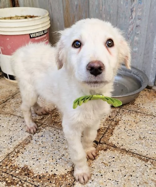 GLI OCCHI DI MARIO hidden CANILE