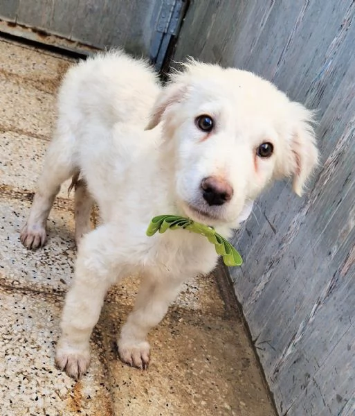 GLI OCCHI DI MARIO hidden CANILE | Foto 4