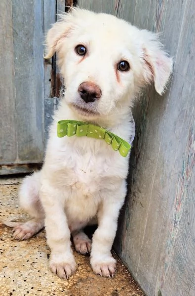 GLI OCCHI DI MARIO hidden CANILE | Foto 3