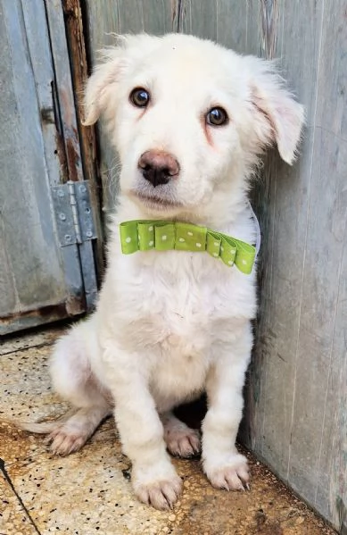 GLI OCCHI DI MARIO hidden CANILE | Foto 2