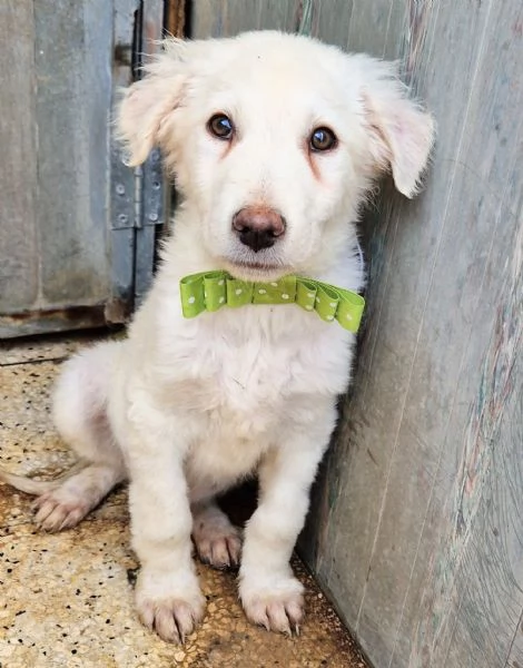 GLI OCCHI DI MARIO hidden CANILE | Foto 1